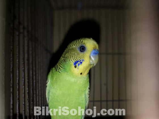 রানিং মেল বাজরিগার Male Budgerigar